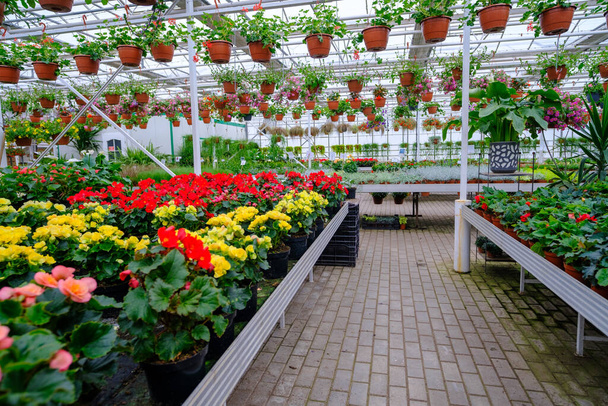 Virágok egy modern üvegházban. Üvegházak virágok termesztésére. Virágipar. Ökológiai farm. Családi vállalkozás. - Fotó, kép