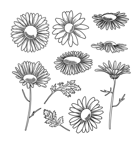 Fleurs de marguerite dessinées à la main illustration vectorielle, clipart d'art botanique en ligne - Vecteur, image