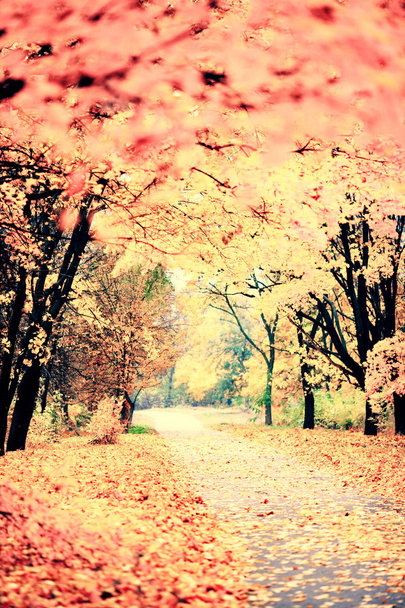 Paysage d'automne - Photo, image