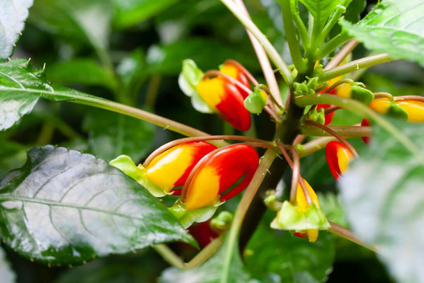 Flower of a Congo cockatoo plant, Impatiens niamniamensis - Photo, Image