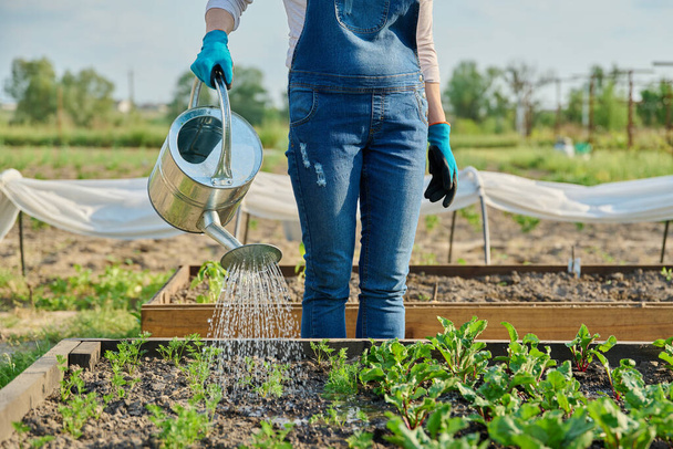 Gardener woman with watering can watering vegetable garden with wooden beds with young beets carrots. Agriculture, gardening, farming, growing organic bio vegetables and herbs - Fotoğraf, Görsel