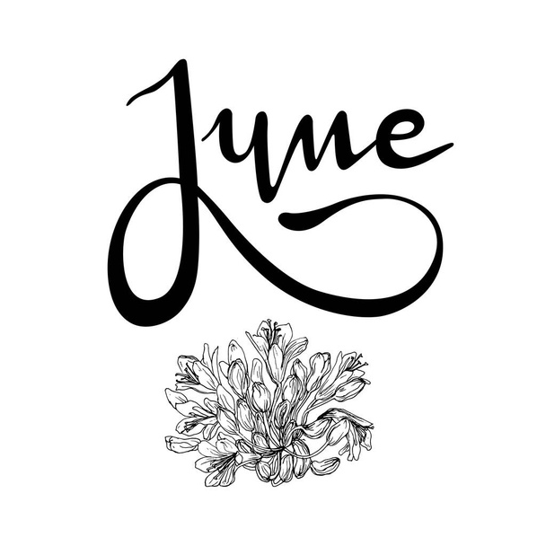 Ручная и векторная надпись "Июнь". Графический ресурс на белом фоне, июньский месяц года с цветками агапантуса, цветком любви, африканской лилией - Вектор,изображение