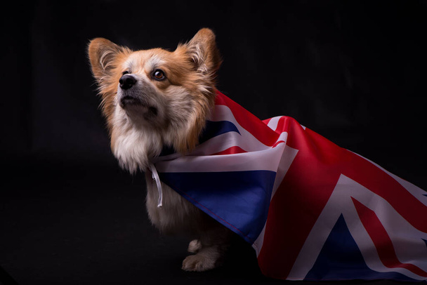 Galés Corgi Pembroke Retrato cubierto con Bandera Nacional del Reino Unido Gran Bretaña. Adorable Fluffy Corgi sobre un fondo oscuro. - Foto, Imagen