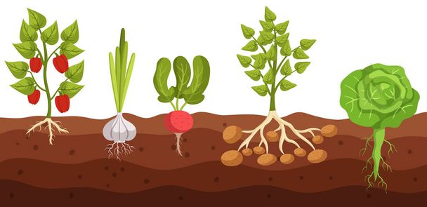 Διατομή Άποψη του πιπεριού λαχανικών, σκόρδου, ριζών, πατάτας και λάχανου ανάπτυξης στο έδαφος, αποκαλύπτοντας ρίζες που συνδέονται με το έδαφος, ενώ το στέλεχος και τα φύλλα αναδύονται. Εικονογράφηση διάνυσμα κινουμένων σχεδίων - Διάνυσμα, εικόνα