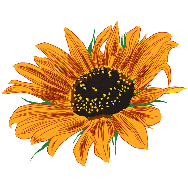 Yapraklı ayçiçeği çiçeği. Parlak Renkli Sanatsal El Çiçek Çizimi. El Rengi Elementi. Vektör İllüzyonu Beyaz 'da izole edildi. Vektör illüstrasyonu - Vektör, Görsel