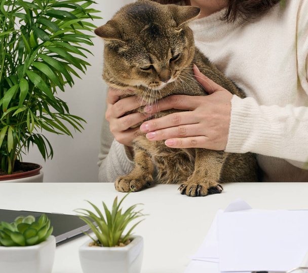 Felnőtt szürke macskát tartó nő - Fotó, kép