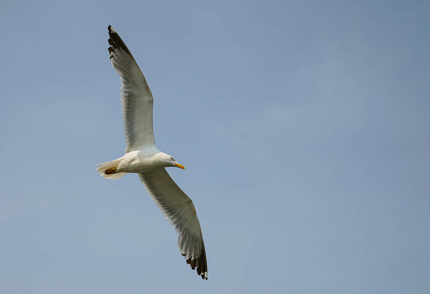 Seagull in flight, sky in the background - Foto, Bild
