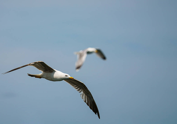  Seagull in flight, sky in the background - Foto, Bild