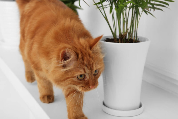 Adorable cat near green houseplants on white shelf at home - Фото, изображение