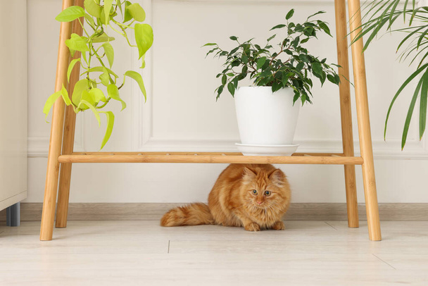 Adorable cat under wooden table with green houseplants at home - Photo, Image