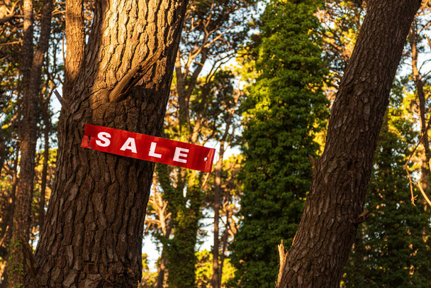 Red sign advertising Sale nailed to the trunk of a tree in a forest. - Photo, Image
