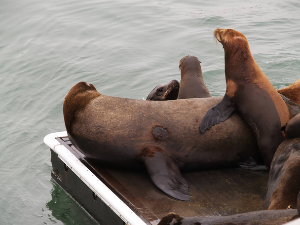Sea Lions Laying On Dock And In Water Moss Landing Calfornia - Fotó, kép