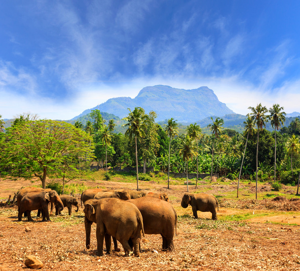 Park Pinawella Srilanka üzerinde filler - Fotoğraf, Görsel