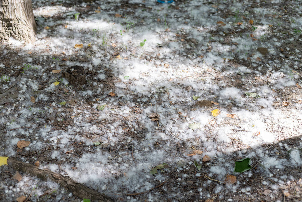 polen blanco de bolas de algodón caídas de los álamos - Foto, Imagen