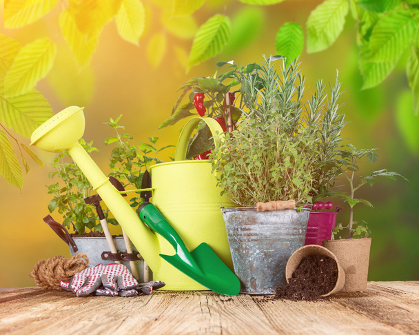 Outdoor gardening tools and herbs - Foto, Imagem