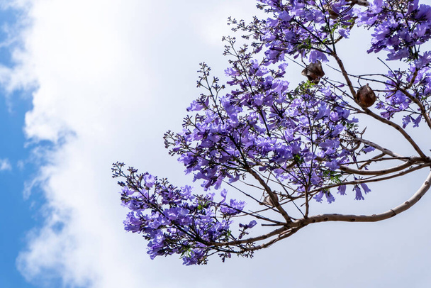 Liliowe kwiaty drzewa Jakaranda blisko nieba. ukierunkowanie selektywne - Zdjęcie, obraz