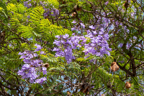 Liliowe kwiaty drzewa Jakaranda zbliżyć wśród zielonych liści. ukierunkowanie selektywne - Zdjęcie, obraz