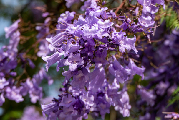 Lilac flowers of the Jacaranda tree close up against the sky. selective focus - Photo, Image