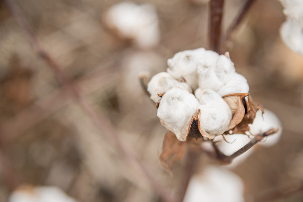Cotton Plant Close-up - Photo, Image
