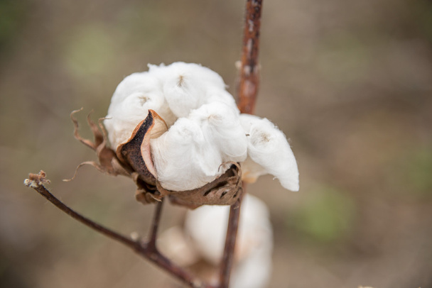 Cotton Plant Close-up - Photo, Image