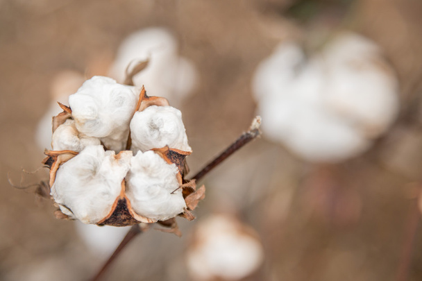 Planta de algodón Primer plano
 - Foto, imagen