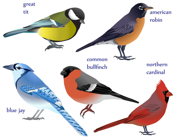 Collection of birds in colour image: american robin, blue jay, common bullfinch (eurasian bullfinch), great tit, northern cardinal (redbird, red cardinal) - Vettoriali, immagini