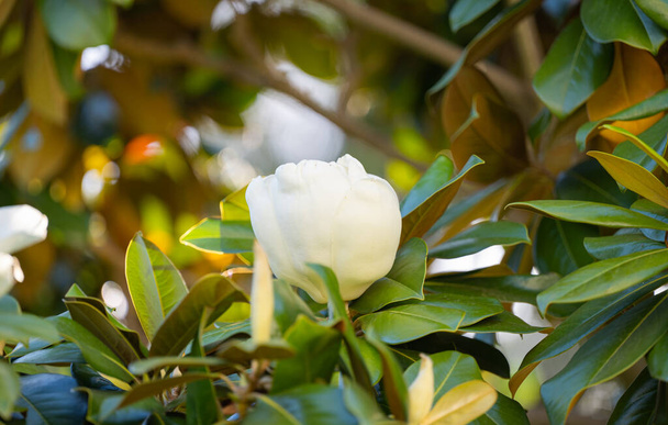 Λευκή μανόλια λουλούδι πάνω στο δέντρο - Φωτογραφία, εικόνα