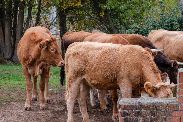 stádo krav a telat u vodní jámy, Santo Domingo de Silos, provincie Burgos, Španělsko - Fotografie, Obrázek
