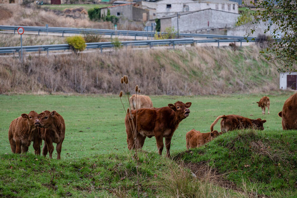 herd of cows and calves at a waterhole, Santo Domingo de Silos, Burgos province, Spain - Photo, Image