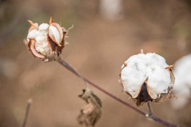 Cotton Plant Close-up - Foto, afbeelding