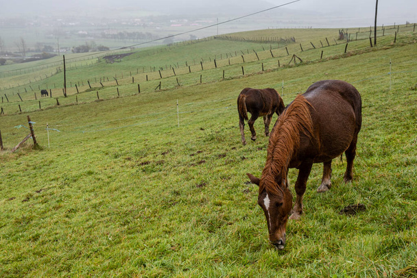 vallado con caballos, Mataporquera, Cantabria, España - Foto, Imagen
