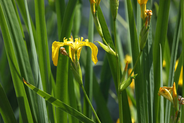 yellow iris flowers on green background with copy space - Φωτογραφία, εικόνα