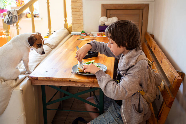 De jongen eet aan tafel voor hij naar school gaat. Jack Russell Terrier wacht op een traktatie - Foto, afbeelding