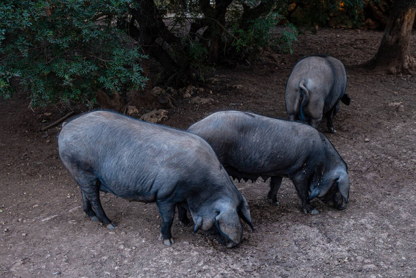 manada de suínos negros da variedade maiorquina, Llucmajor, Maiorca, Espanha - Foto, Imagem