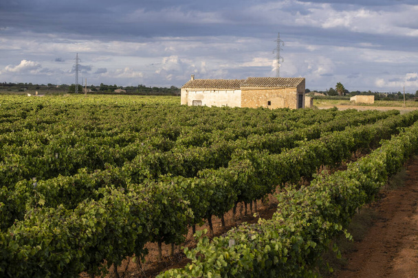 szőlőültetvények és szerszámházak sorai, Santa Maria del Cami, Mallorca, Baleár-szigetek, Spanyolország - Fotó, kép