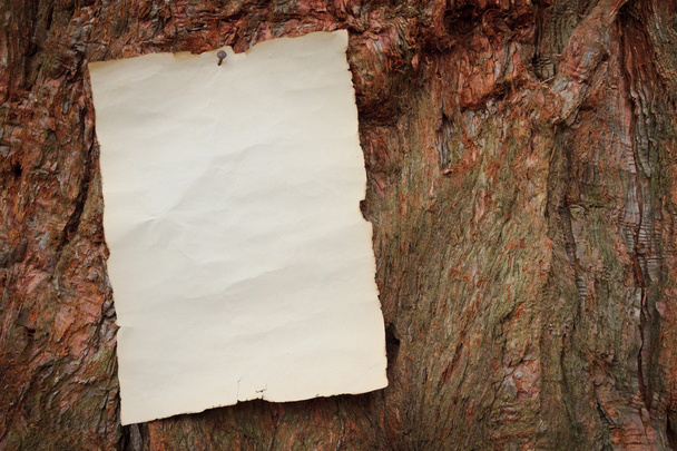 carta antica inchiodata ad un albero
 - Foto, immagini