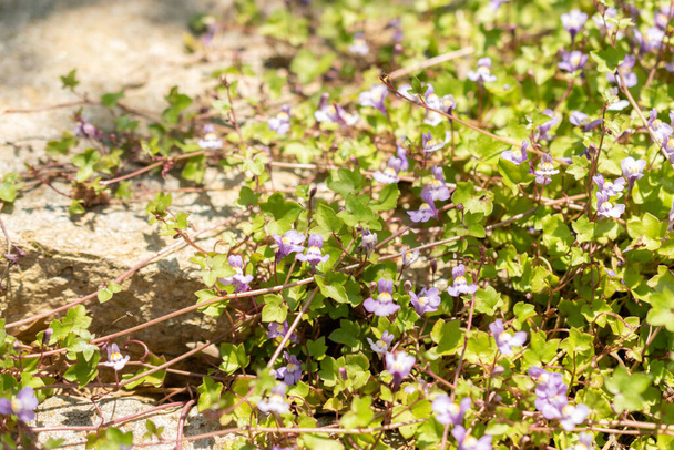 Zurich, Switzerland, May 22, 2023 Ivy leaved toadflax flowers or Cymbalaria Mularis at the botanical garden - Photo, Image