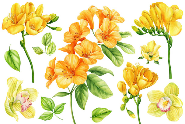 яскраві тропічні квіти ізольовані на білому тлі. Ботанічний живопис, акварельні ілюстрації. Набір жовтих квітів фреска, орхідея. Високоякісна ілюстрація
 - Фото, зображення