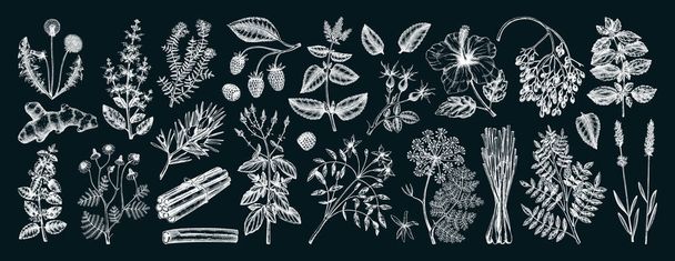 Hand drawn tea ingredients collection on chalkboard. Botanical illustration of fruits, flowers, leaves, and herbs for recipe, menu, label, icon, packaging. Herbal tea ingredients set - Vector, afbeelding