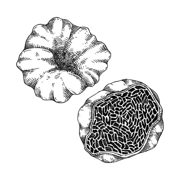 White truffle vector illustration. Edible fungus sketch. Fungal protein, mycoprotein source. Edible mushroom drawing isolated on white. Healthy food and plant-based meat substitutes design element - Вектор,изображение