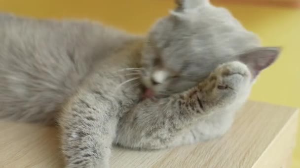 Niedliche Katze pflegt sich selbst zu Hause. Katze leckt Pfoten und wäscht Gesicht. - Filmmaterial, Video