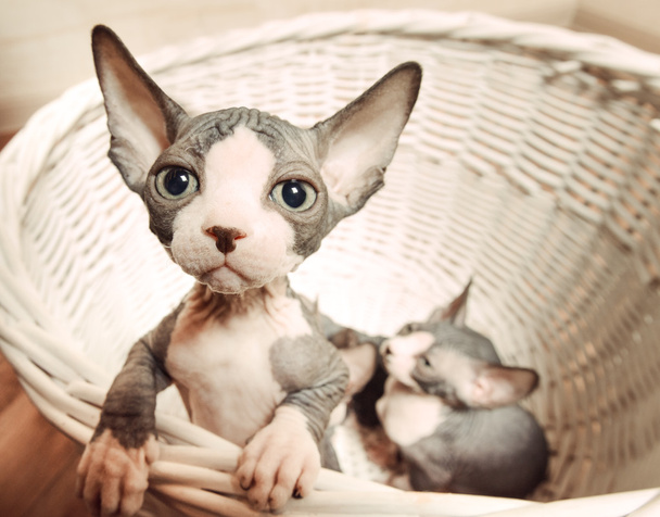 Osamělý kotě Sphynx v košíku hledá dálky - Fotografie, Obrázek