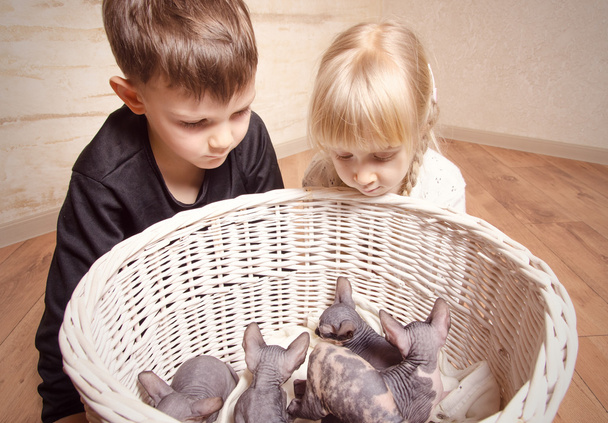 Crianças olhando para a cesta de esfinge em uma cesta
 - Foto, Imagem