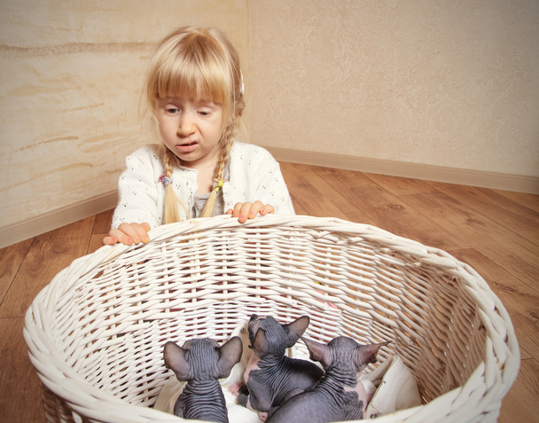 Triste chica rubia detrás de una cesta de gatitos de esfinge
 - Foto, Imagen