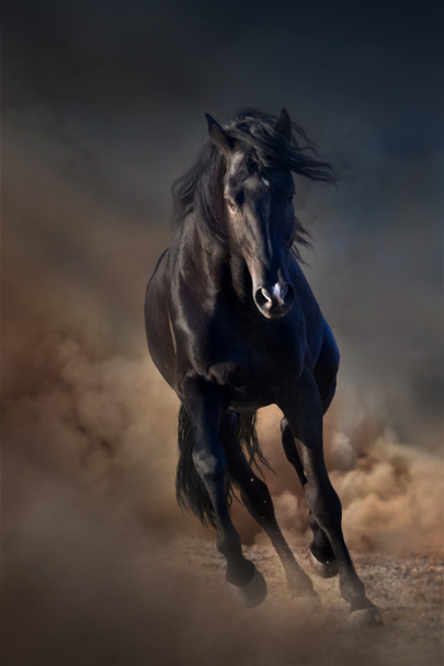 caballo semental negro
 - Foto, imagen
