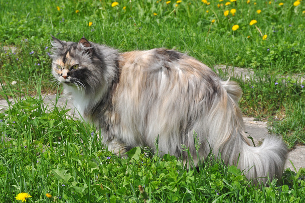 Krásné barevné kočka - Fotografie, Obrázek