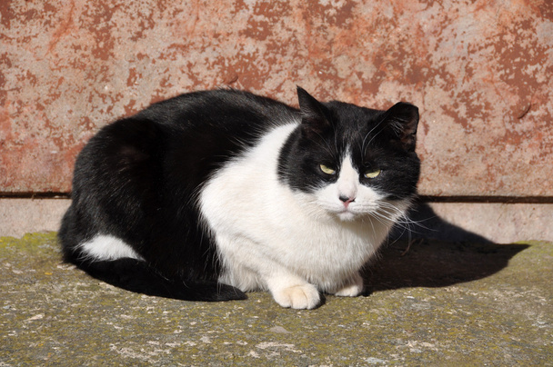 Zwart-wit volwassen kat - Foto, afbeelding