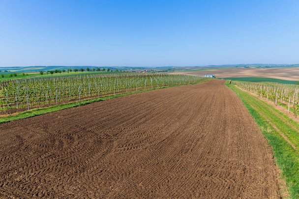 Plantación de uvas creado hermoso tapiz de colores en el campo, la mejora de la vista panorámica de los viñedos y campos por debajo. - Foto, Imagen