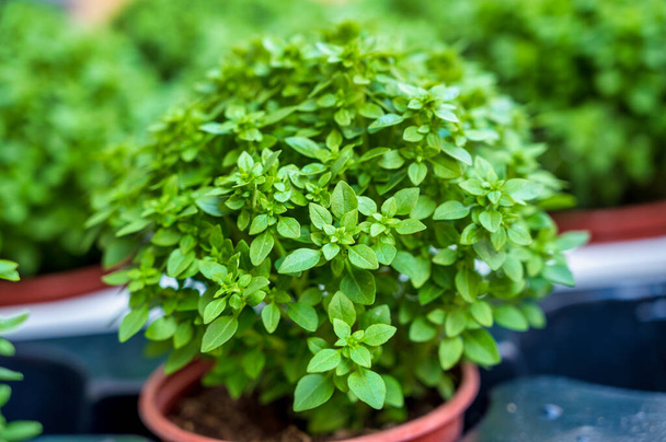 green basil on a pot, traditional plant of the the saints festival in Portugal - Foto, Imagem