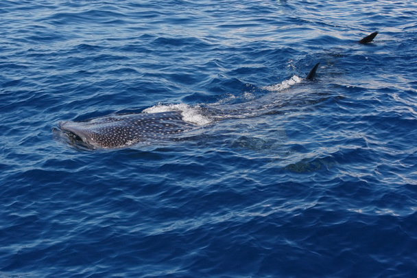 Китовая акула ринодон плавает на поверхности воды
 - Фото, изображение